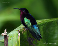 Colibri madere_2909.jpg